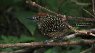 Fasciated Antshrike