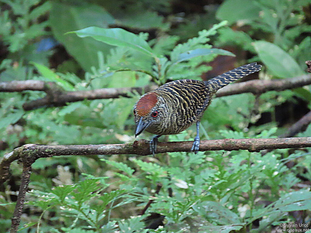 Fasciated Antshrike female adult