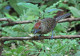 Fasciated Antshrike