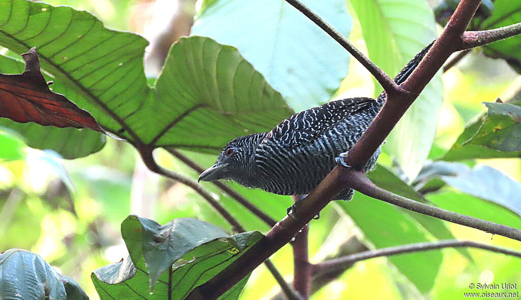 Fasciated Antshrike male adult