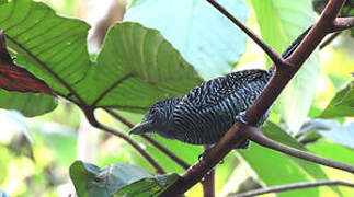 Fasciated Antshrike