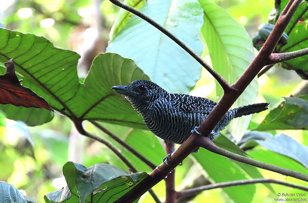 Fasciated Antshrike male adult