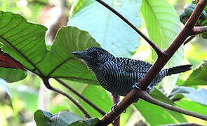 Fasciated Antshrike