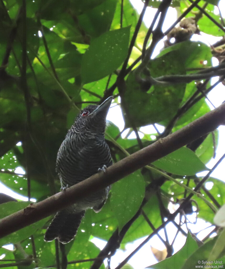 Fasciated Antshrike male adult