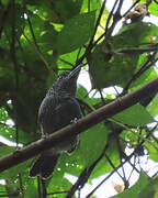 Fasciated Antshrike