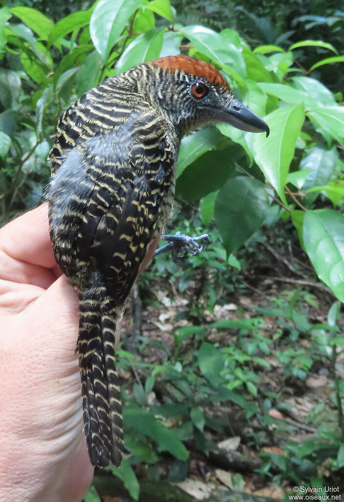 Fasciated Antshrike female adult