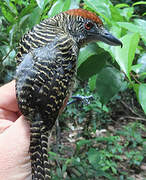 Fasciated Antshrike