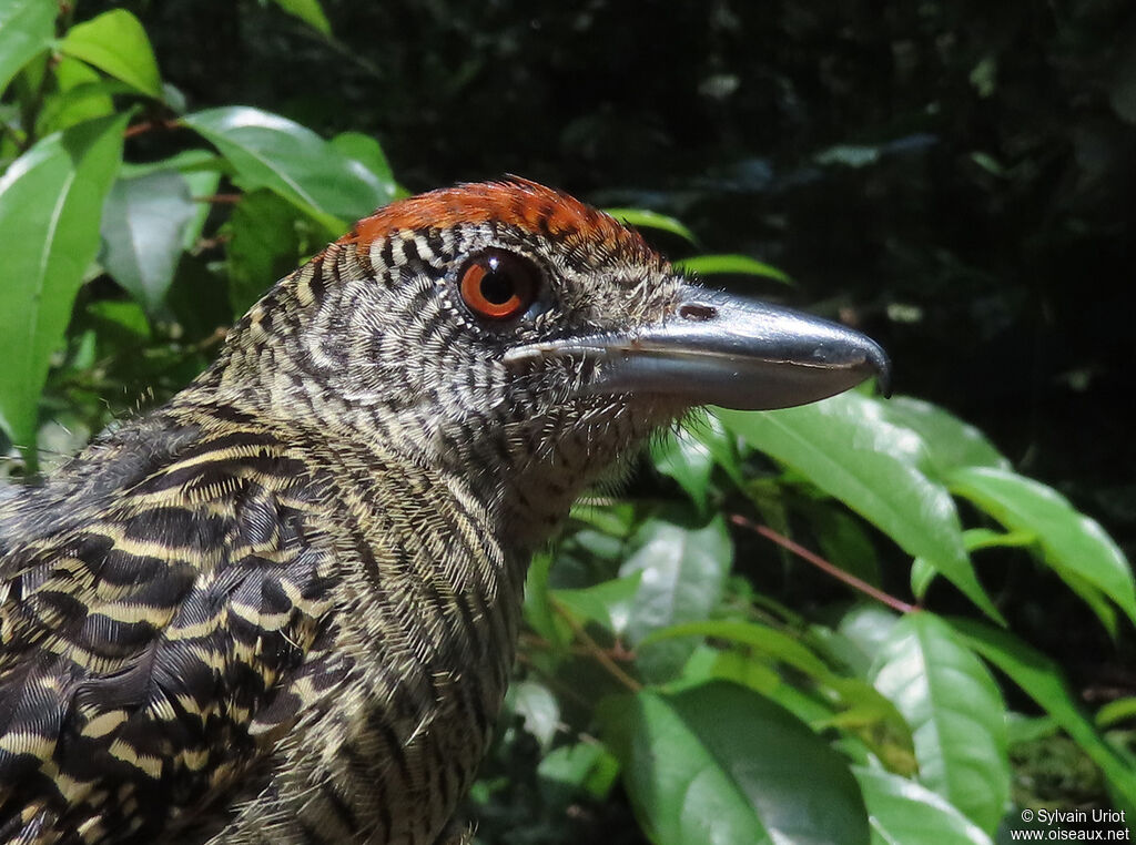 Fasciated Antshrike female adult