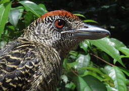 Fasciated Antshrike