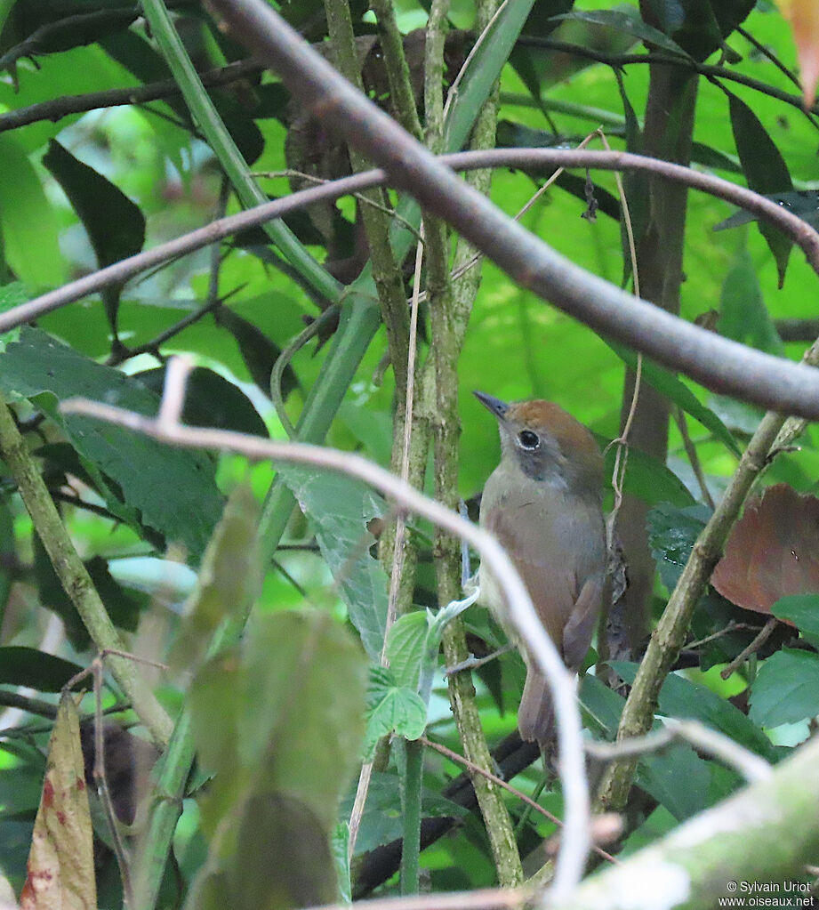 Plain Antvireo female adult