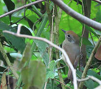 Plain Antvireo