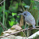 Batara gorgeret