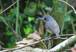 Plain Antvireo