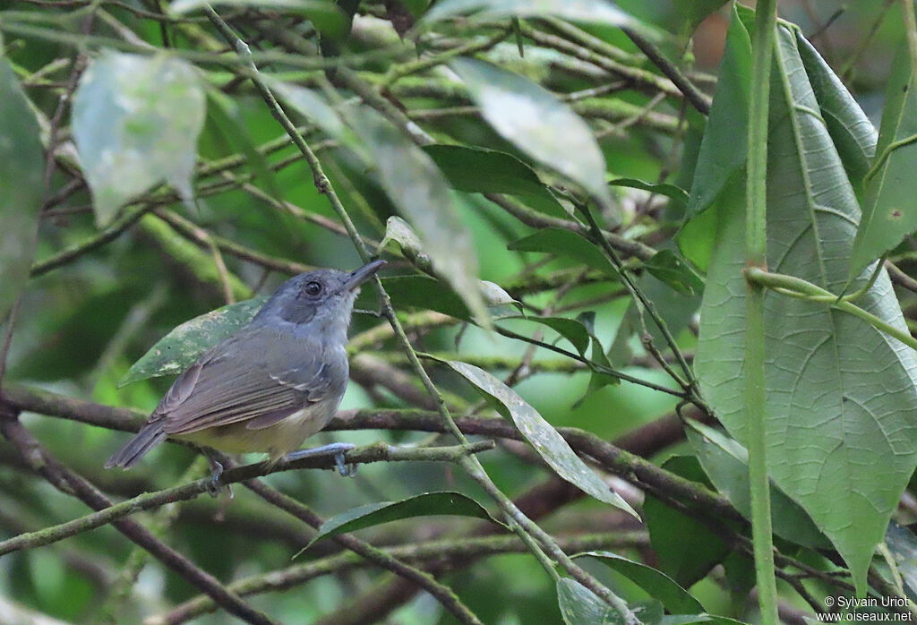 Plain Antvireo male adult