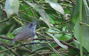 Plain Antvireo