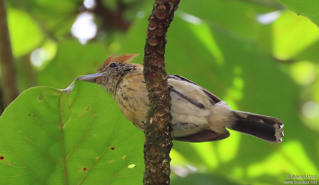 Black-crested Antshrike female adult