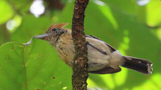 Black-crested Antshrike