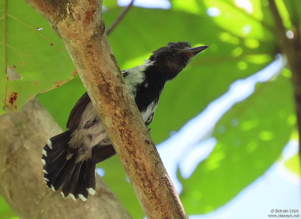 Black-crested Antshrike male adult