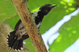 Black-crested Antshrike