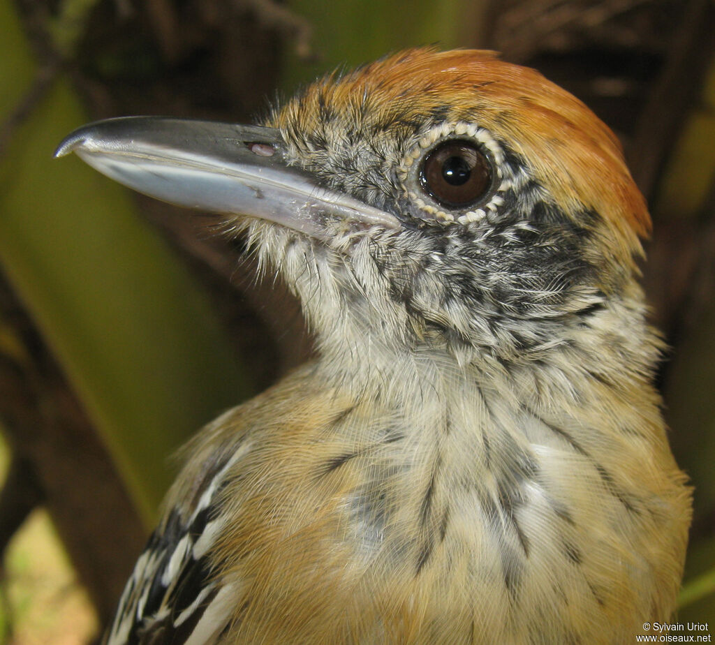 Black-crested Antshrike female adult