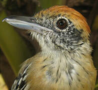 Black-crested Antshrike