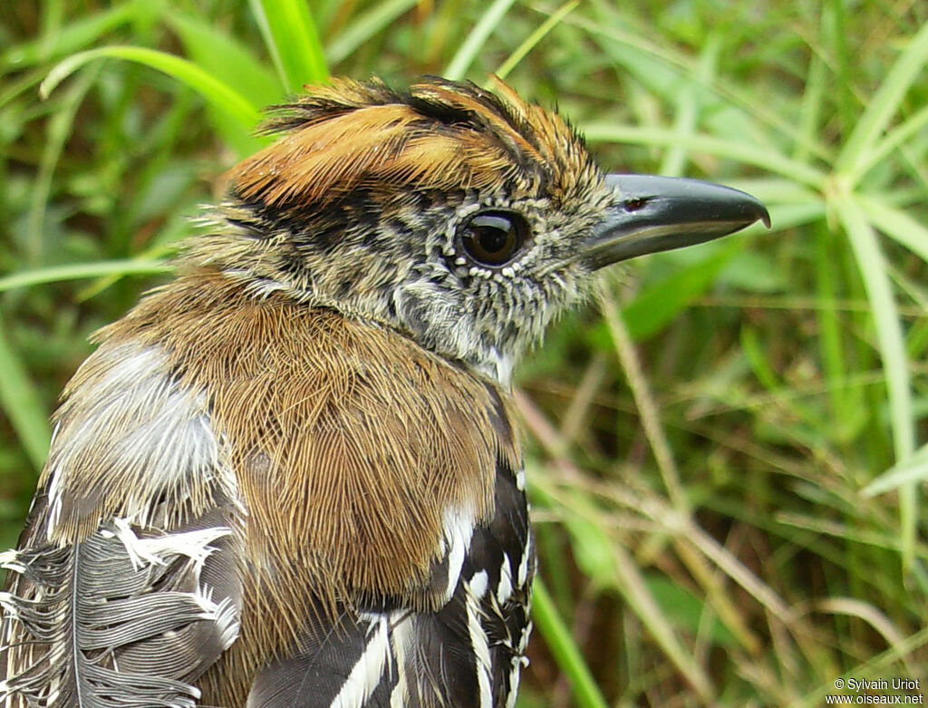 Black-crested Antshrike male immature