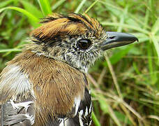 Black-crested Antshrike