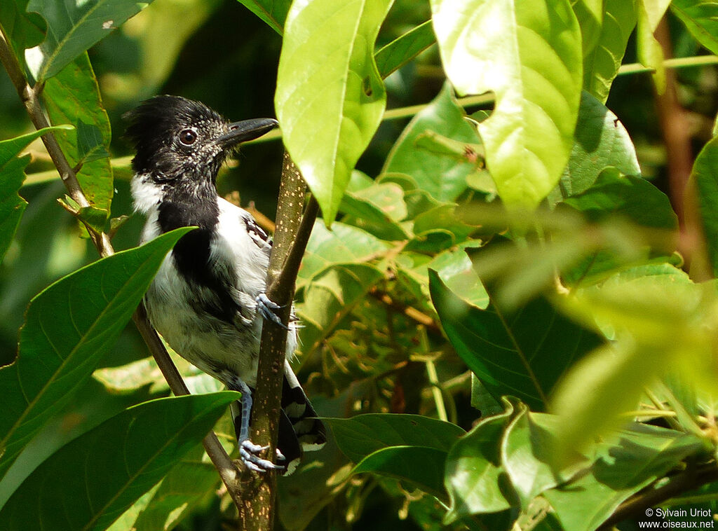 Black-crested Antshrike male adult