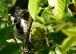 Black-crested Antshrike