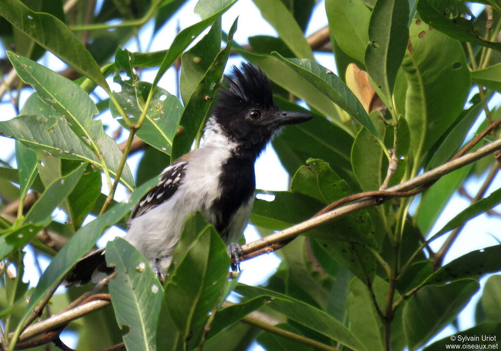 Black-crested Antshrike male adult