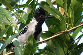 Black-crested Antshrike