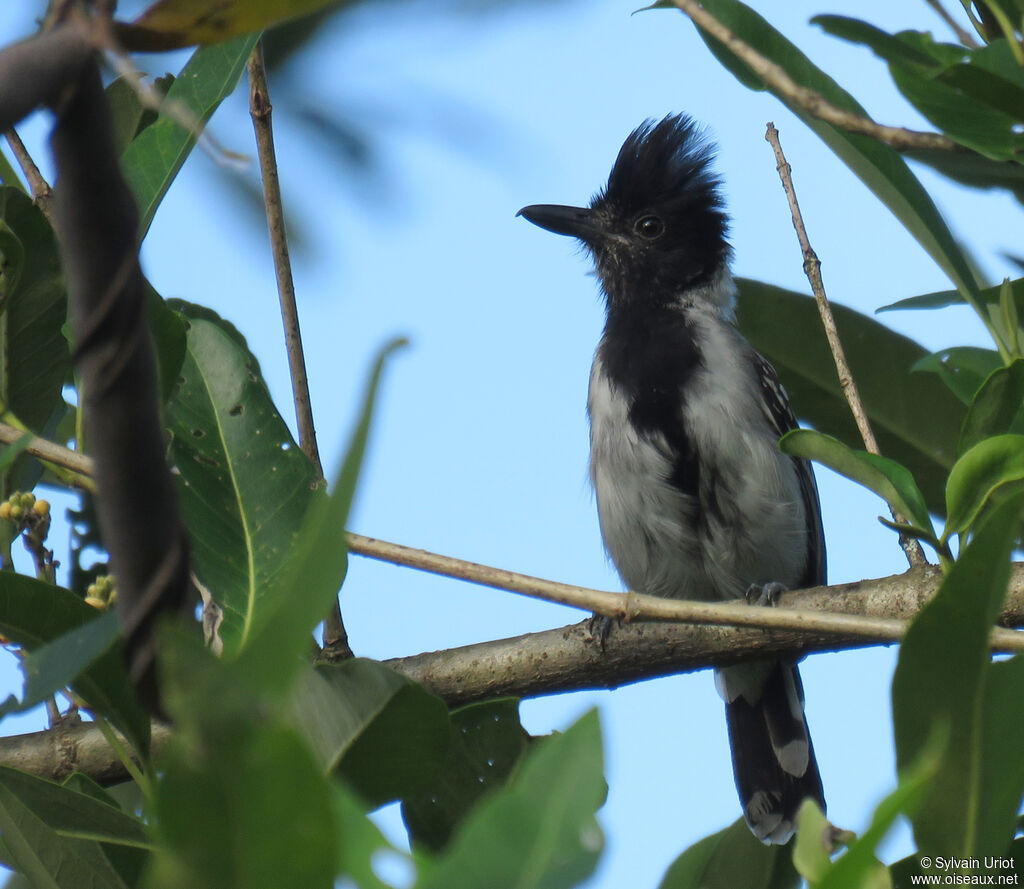 Black-crested Antshrike male adult