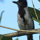 Batara huppé