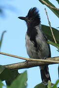 Black-crested Antshrike