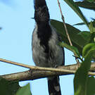 Batara huppé