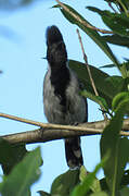 Black-crested Antshrike