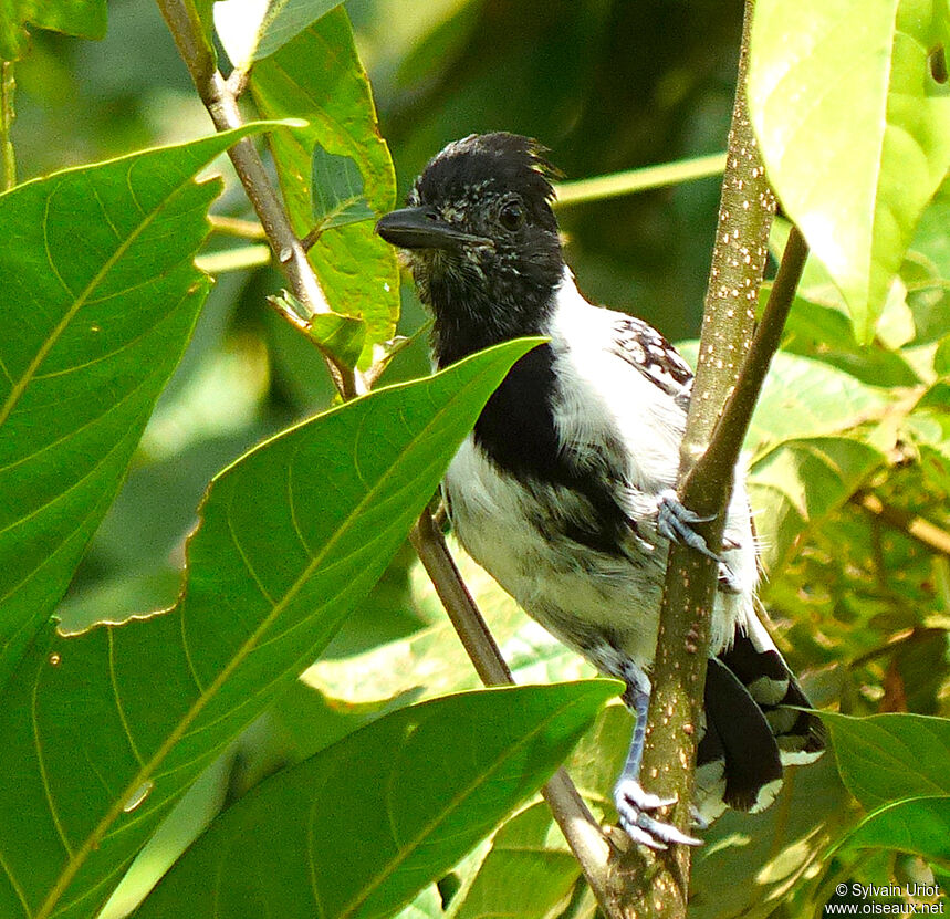 Black-crested Antshrike male adult