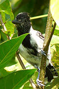 Black-crested Antshrike