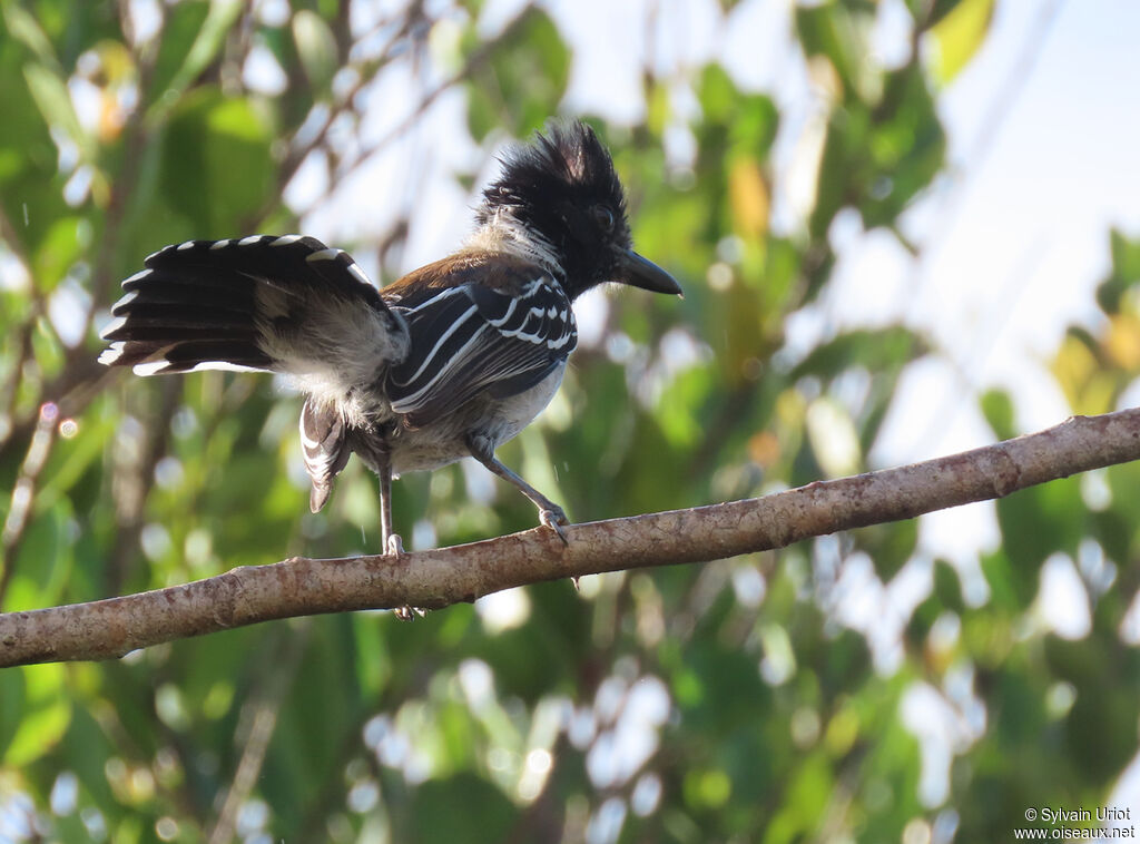 Black-crested Antshrike male adult