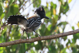 Black-crested Antshrike