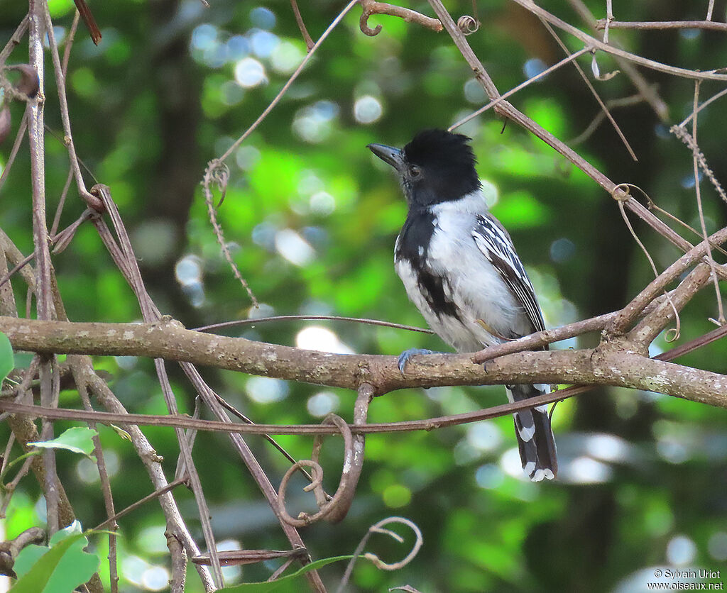 Black-crested Antshrike male adult