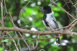 Black-crested Antshrike