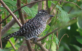 Barred Antshrike