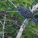 Batara rayé