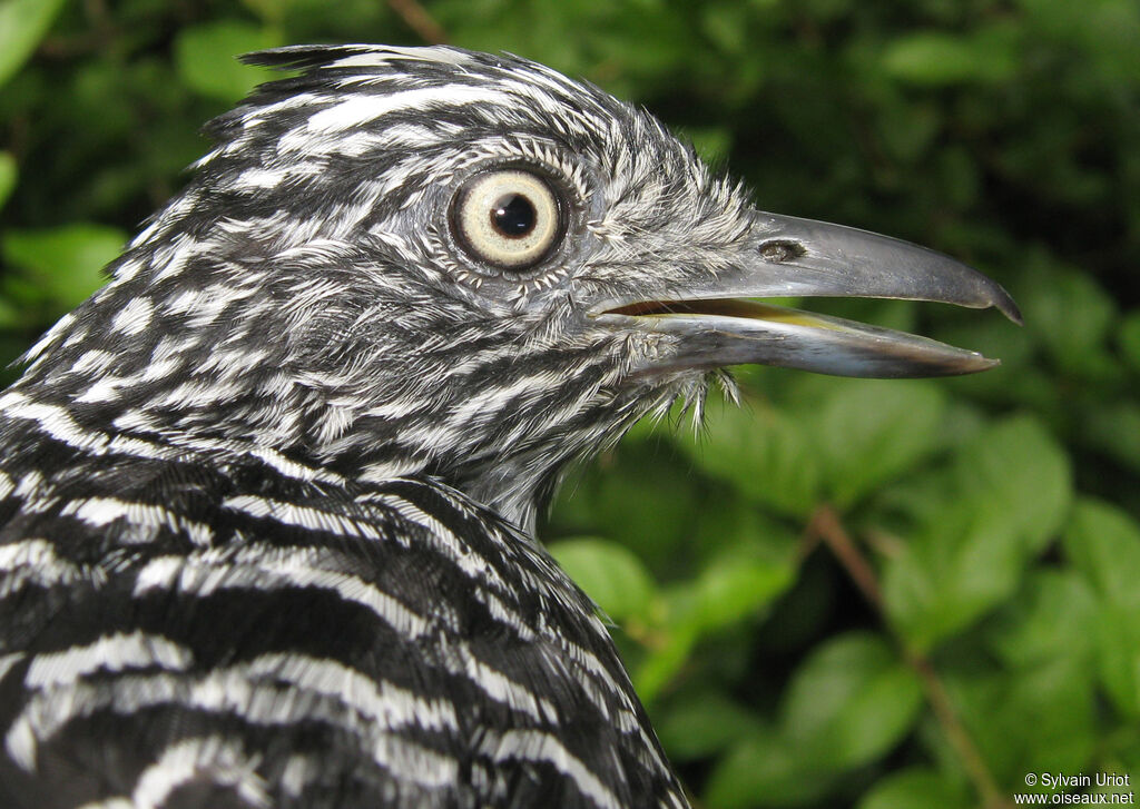 Barred Antshrike male adult