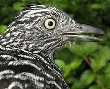 Barred Antshrike