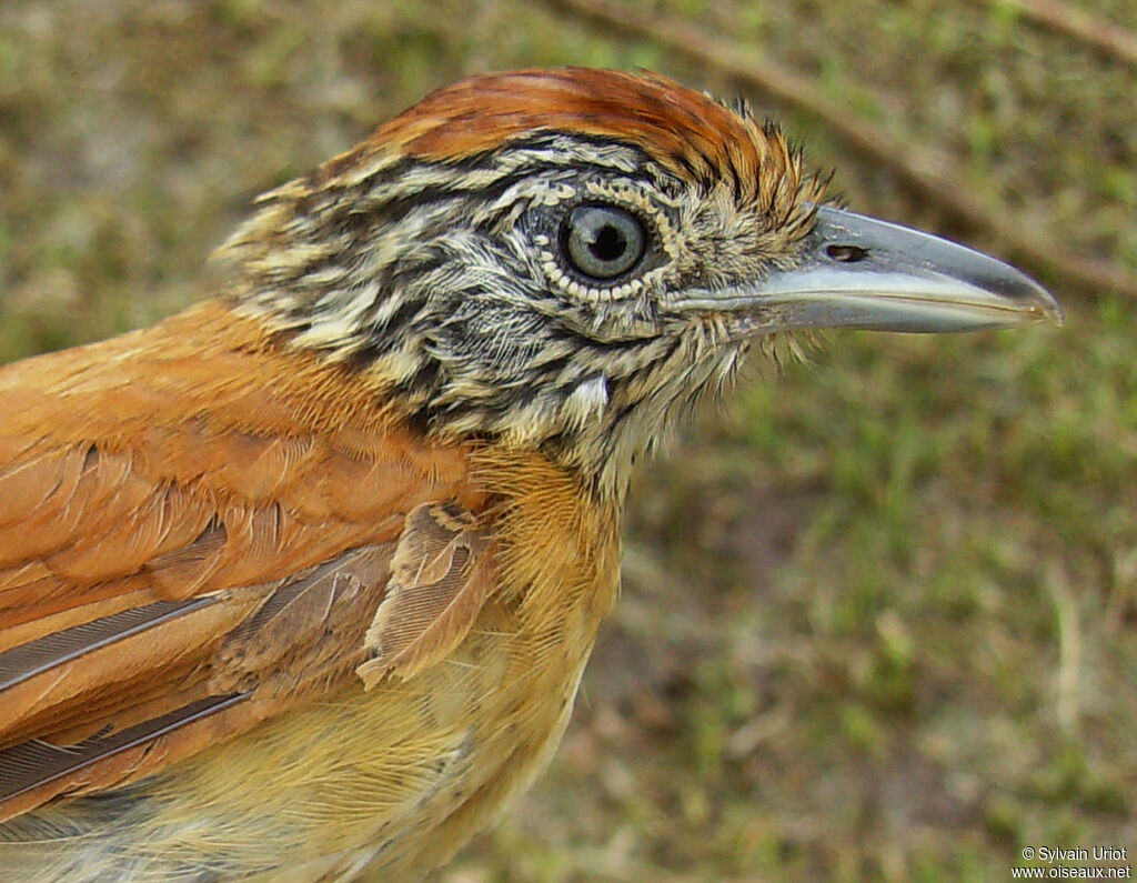 Barred Antshrike female adult