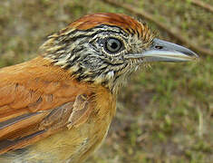 Barred Antshrike