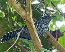 Barred Antshrike