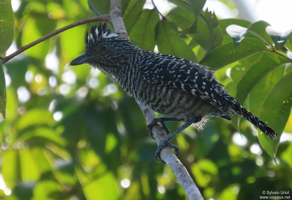 Barred Antshrike male adult